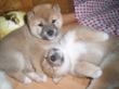 Bajumi und Beverly 