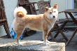 Blaze 2 Jahre 