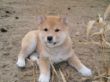 Cody 14.3.2011.jpg
