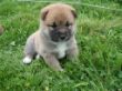 4.9.12 Diego