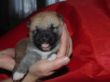 Enzie 11.11