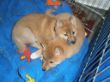 Enzie und Feya 10 Wochen