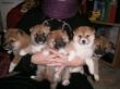 Luna,Enzie,Feya,Yuki,Enno 5 Wochen.JPG