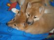 Enzie und Feya 10 Wochen
