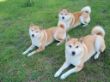 Shiba Inu 