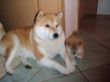 Zambo und Ayumi 27 (1).11.2009.jpg