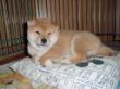 Ayumi 16.12.2009