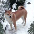 Ayumi 1 Jahr